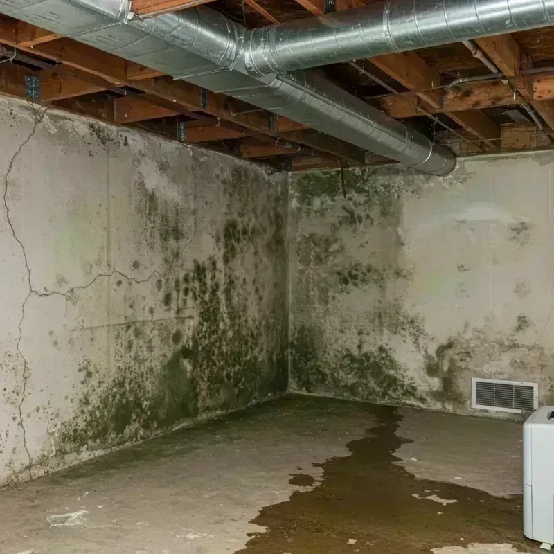 Professional Mold Removal in New Franklin, MO